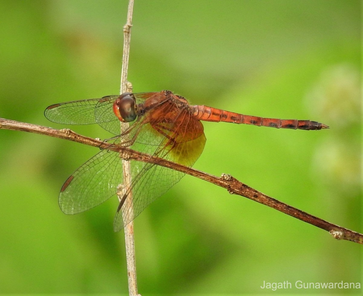 Neurothemis intermedia Rambur, 1842